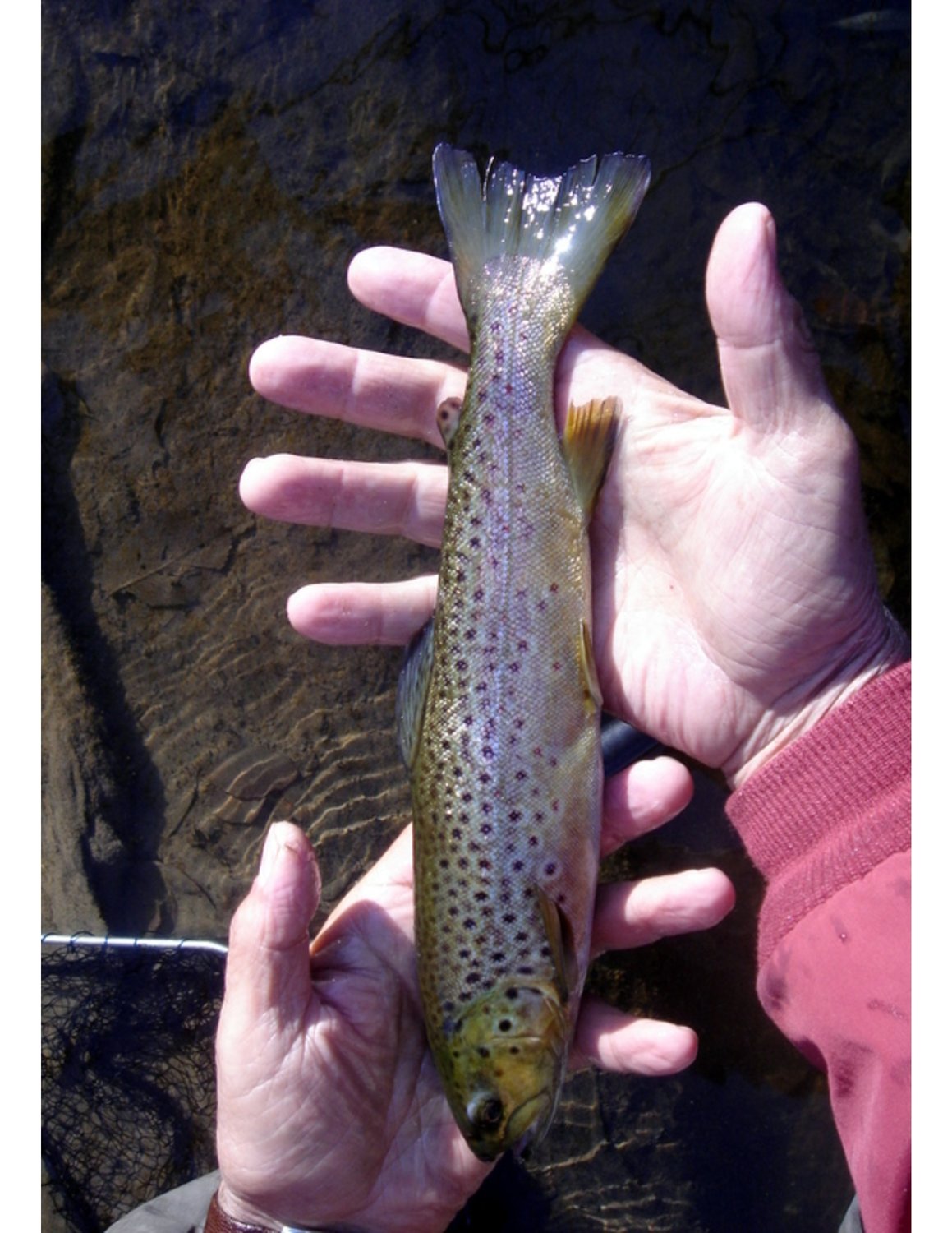 A slow-growing brown trout, like those we found during surveys of the Amawalk.